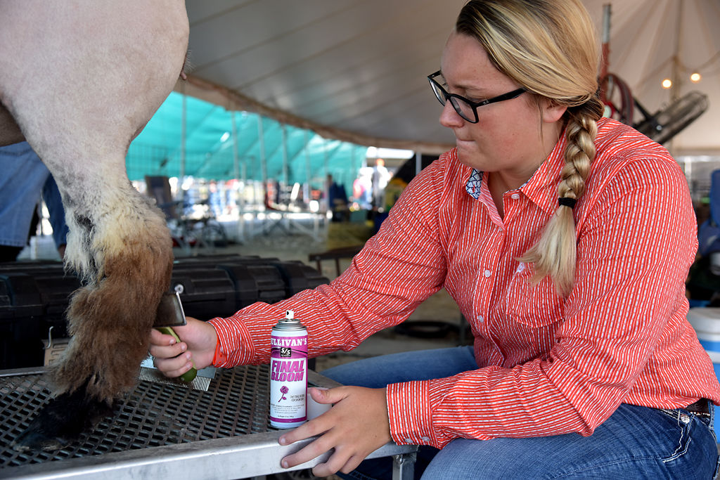 Mackenzie Lewis brushes out the hair on her sheep, Daisy